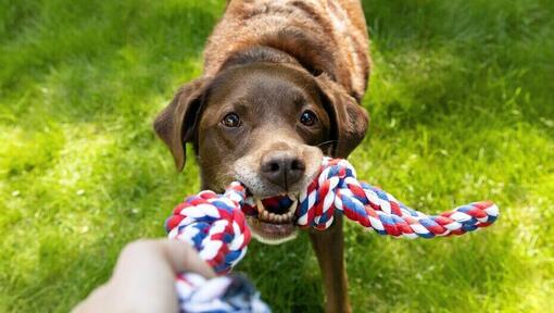 Best toys store for older dogs